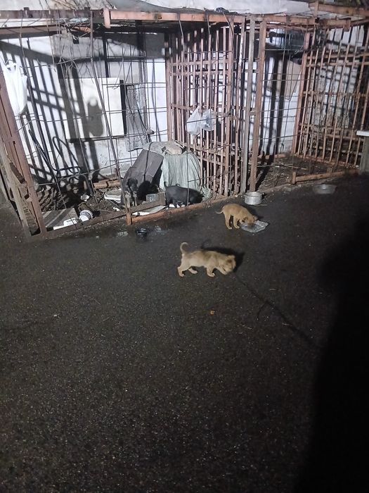 Отдам даром.щенок