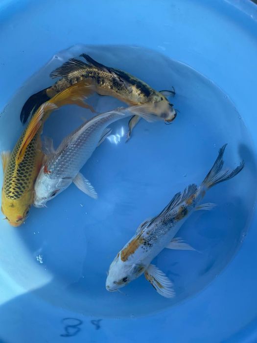 Карп коя для прудов Karp koya