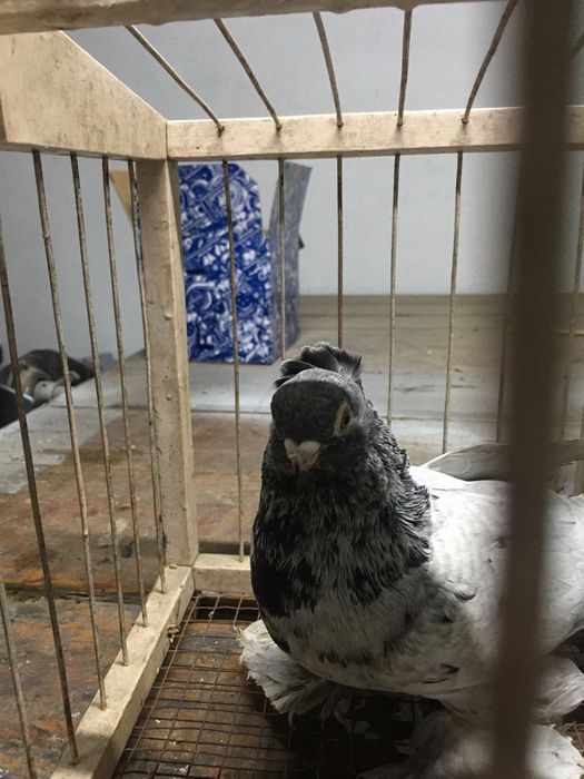 Продам чубатого челкарь самец