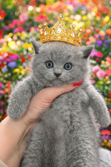 Продается котеночек