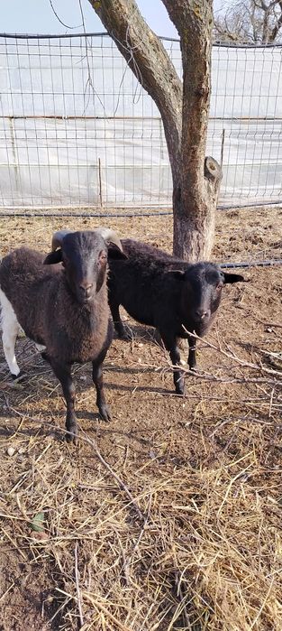 Vind oițe de carne fata și baiat au sase luni