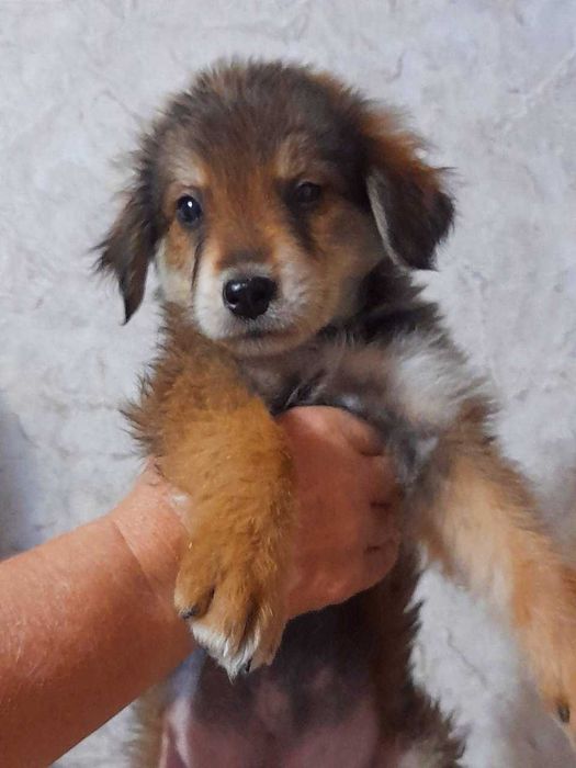 Щенок- мальчик, 2,5 месяца