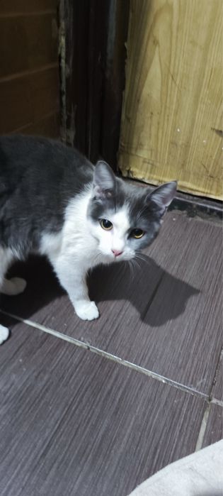 Две кошечки девочки.