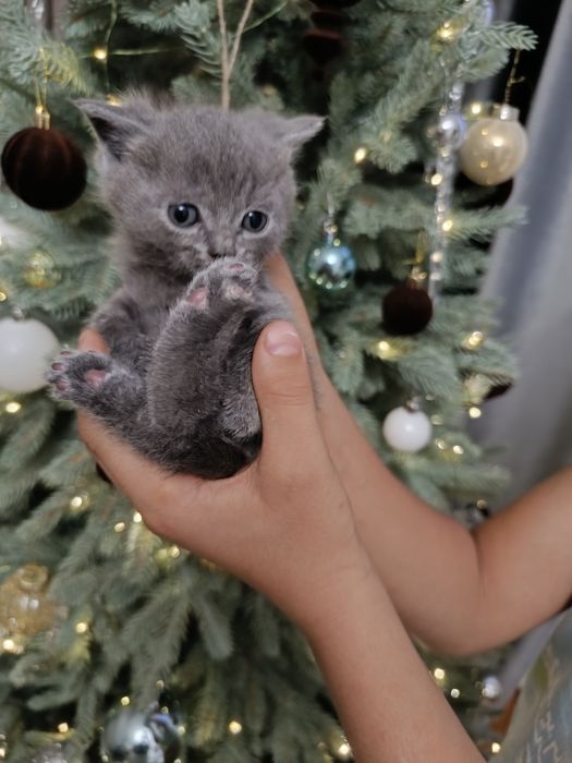 Продам котят британцев