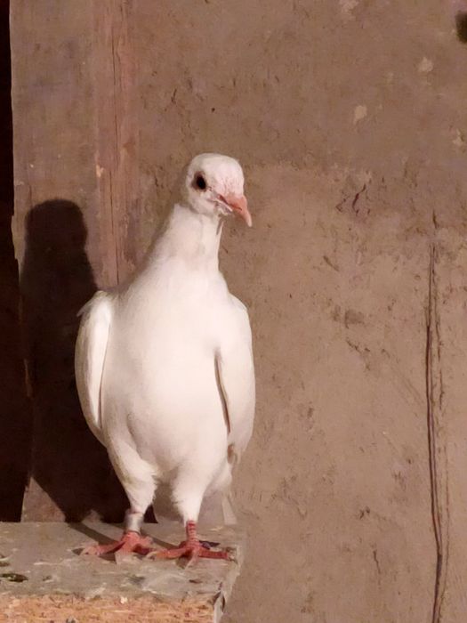 Голубей. Ооиптртригго