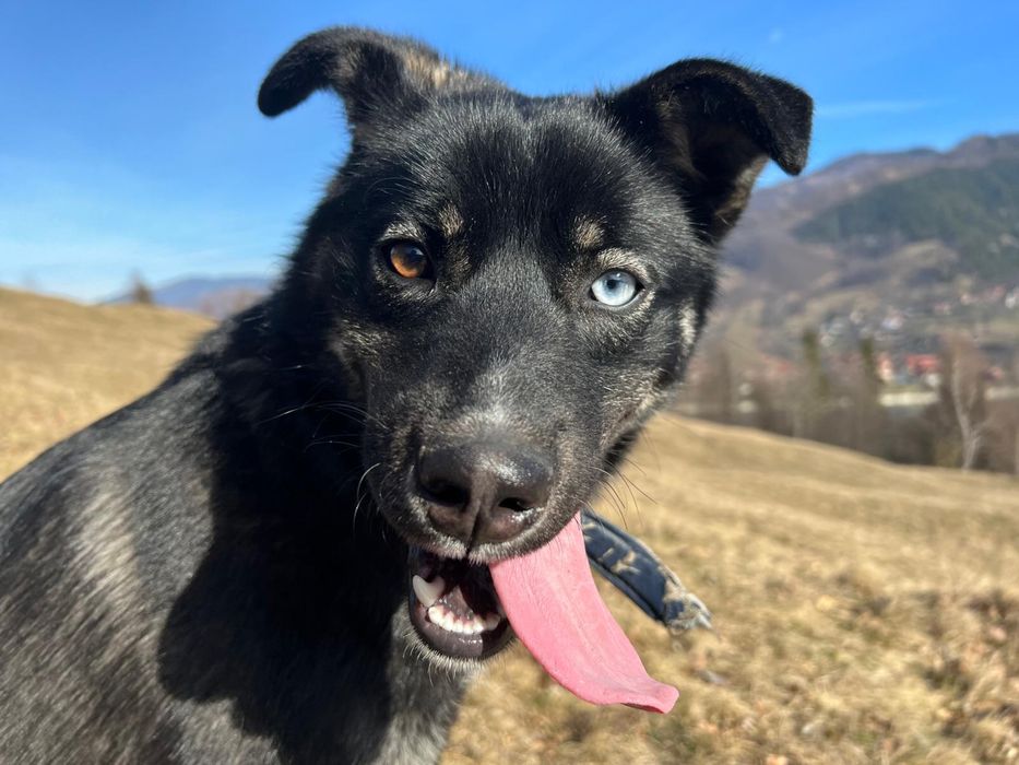 Donez caine 3.5 ani, din mama husky