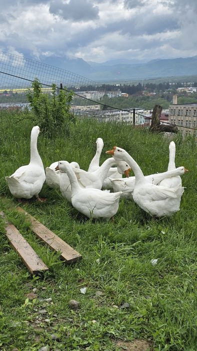 Cauta alta casa ,primul venit primul servit!!
