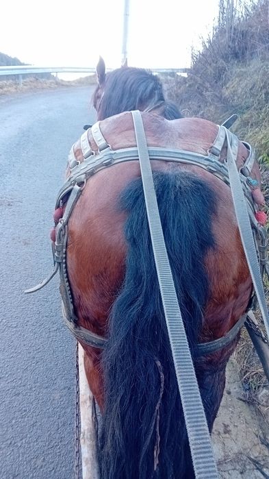 Vând iapă de 8 ani