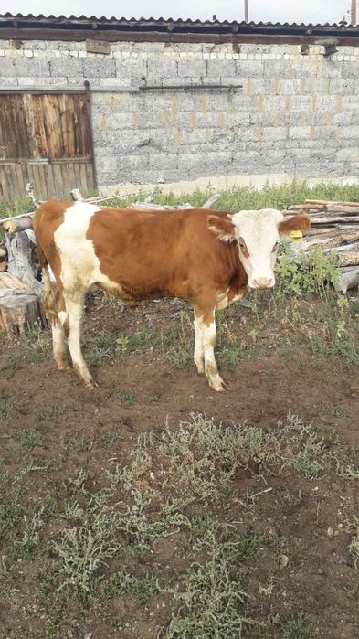 Продам телят срочно