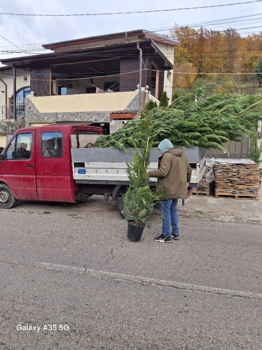 Vând și livrez tuia leylandii la oferta