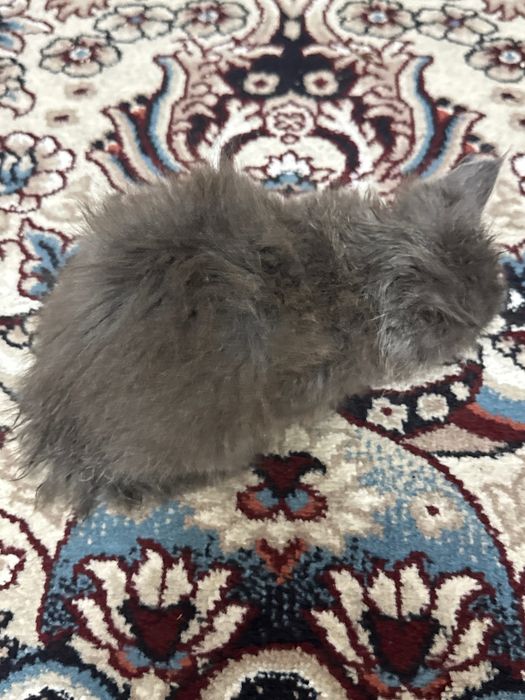 котенок британский