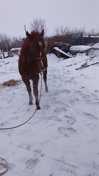 Продам жеребца полукровка