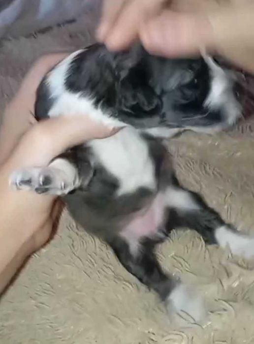 Щенки для охоты и семьи