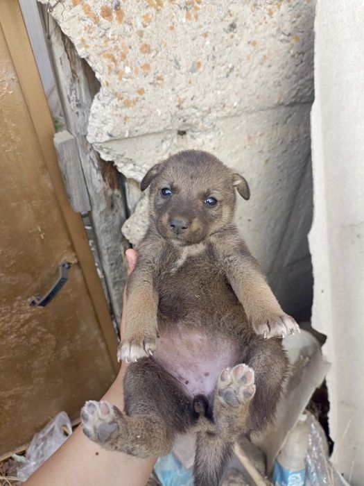 Срочно отдам щенят