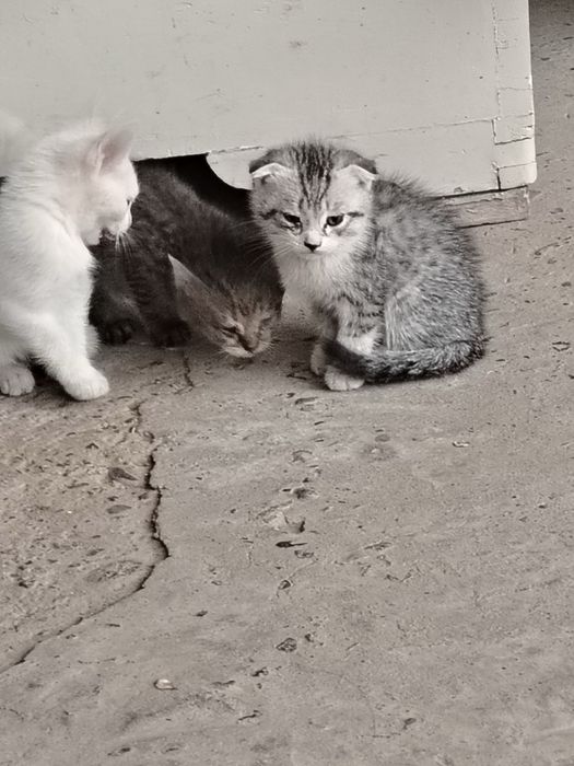Скотишфолд.