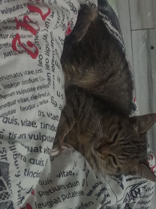 Отдаю котёнка в добрые руки