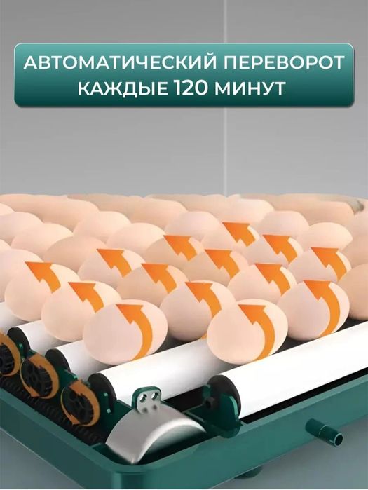 Inkubator 15 talik