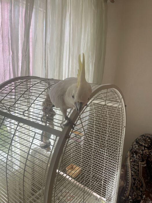 Попугай Какаду желтохохлый