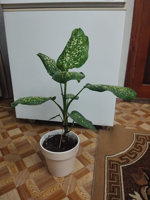 Цветок Диффенбахия