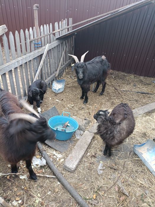 Продам коз с козлятами