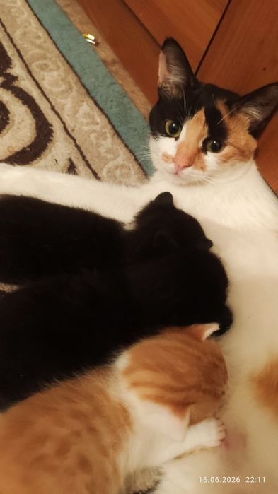 Отдам котят в добрые руки