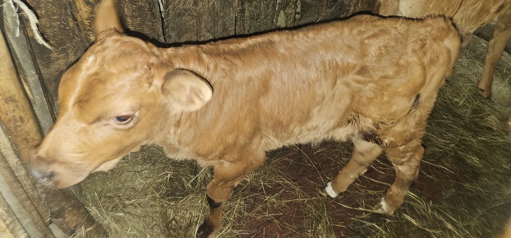 Продам телят бычки