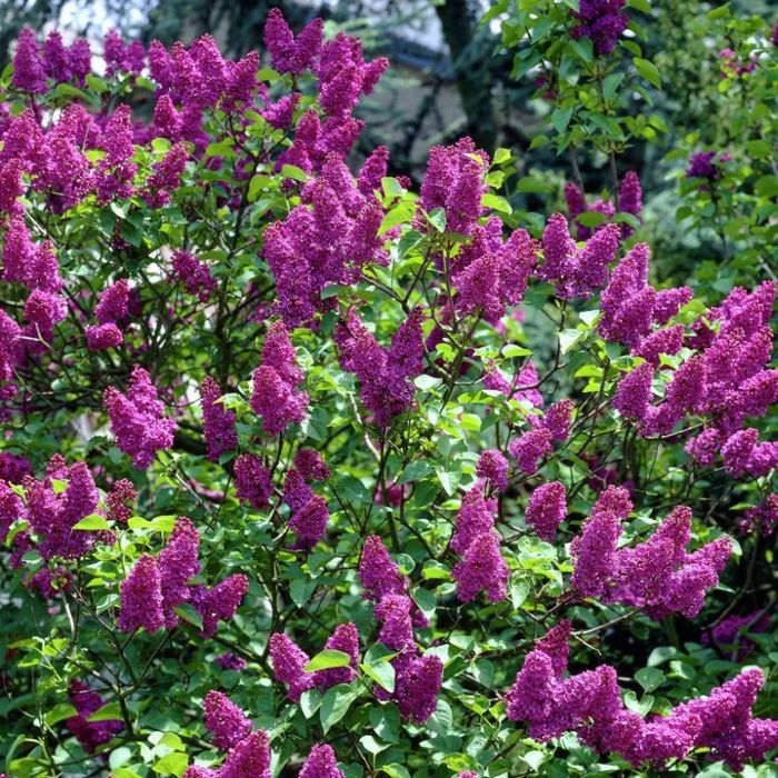 Liliac Intens Parfumat (Toate Culorile Dispinibile )