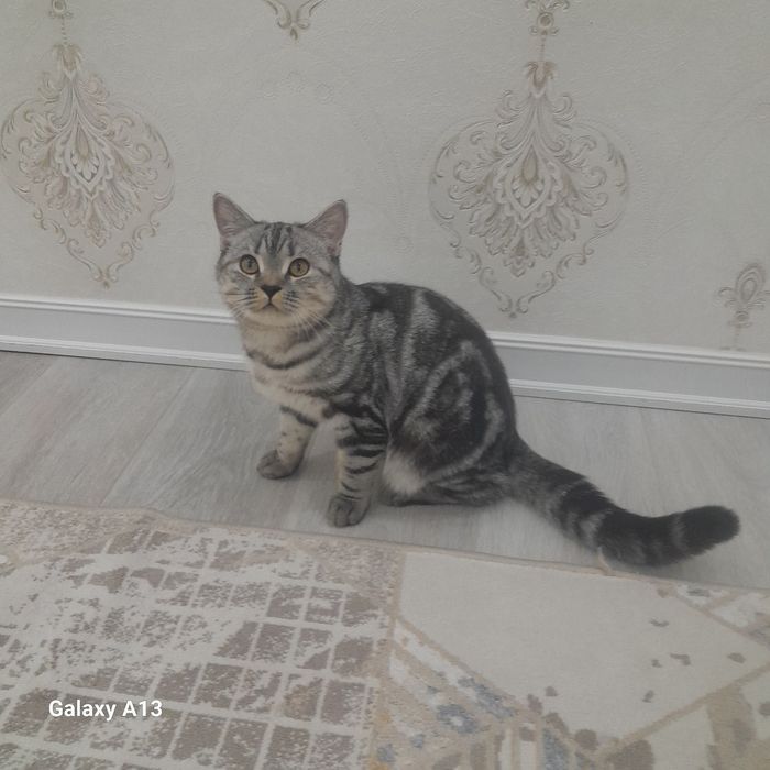 Отдам в добрые руки кота