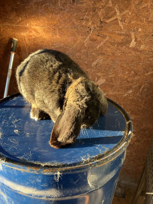 Iepuri berbec german