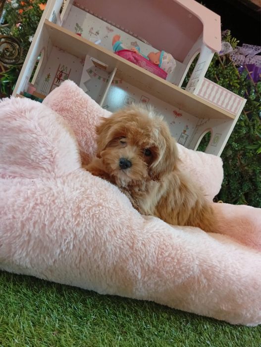 Fetita maltipoo mini