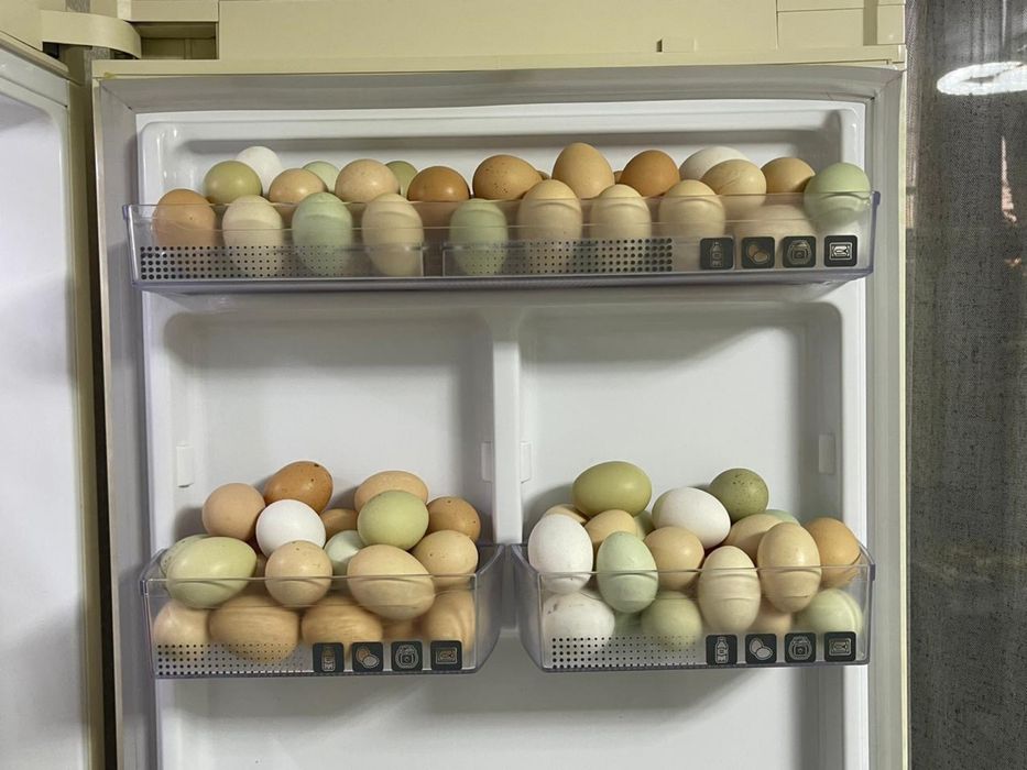 Продам Домашних курей