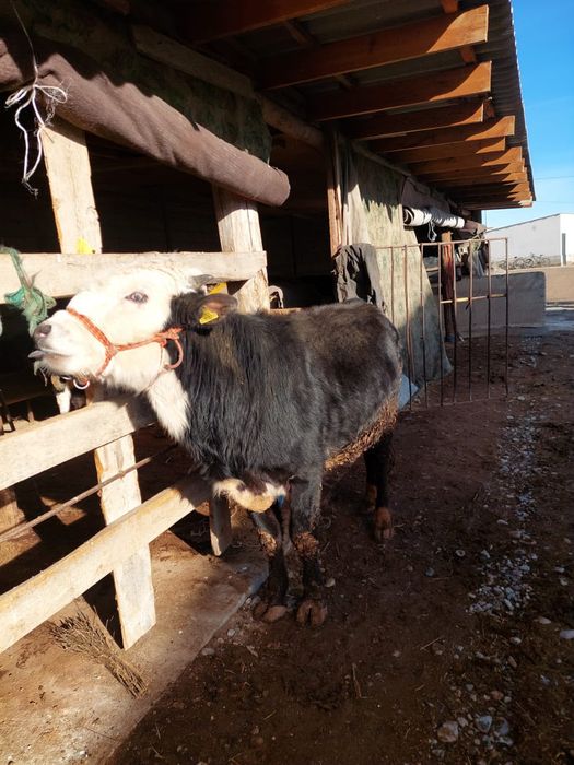 Туркестан ынымақ аулы буқа