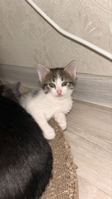 Пристраивается котята