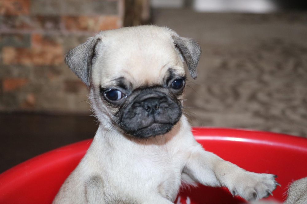 Vand Pug Mops Carlino