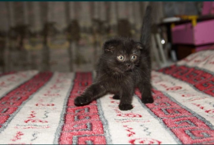 Котёнок  скоттиш фолд