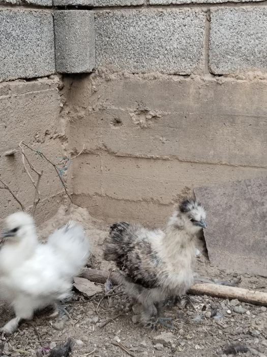 продам китайских шелковых цыплят