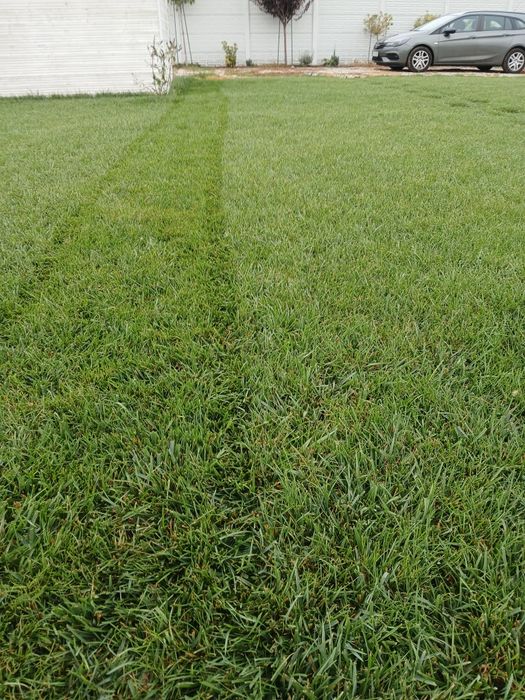 Mentenanță, tuns gazon  Bucuresti si Ilfov