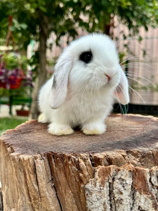 Quyon. Кролик. Dekorativ Karlik Baran quyonchalar