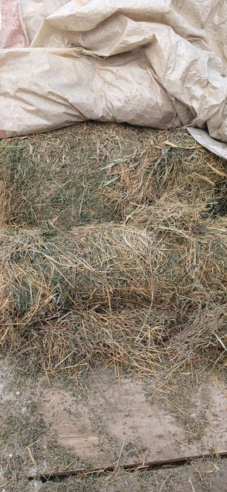 Жоңышқа рулон клевер