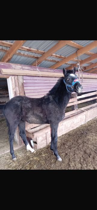 Таза кан агылшын тай сатылады