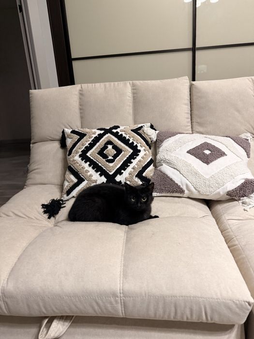 Котенок девочка в доьрые руки