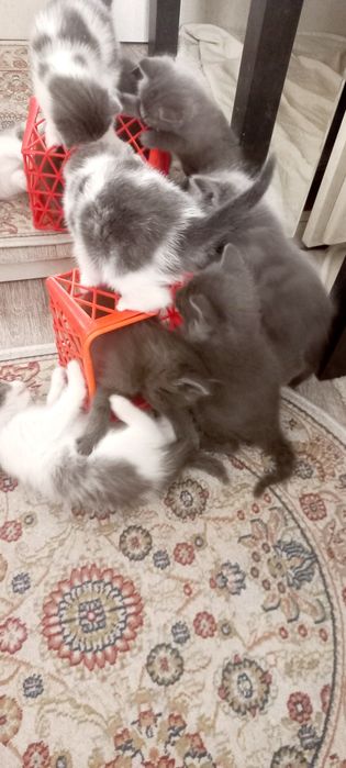 Котята от британки
