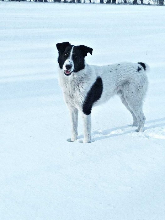 Собака в добрые руки