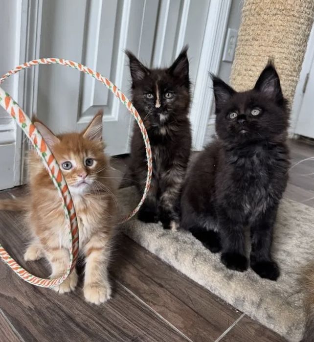 Котёнок Мейн Кун Чёрный Дым