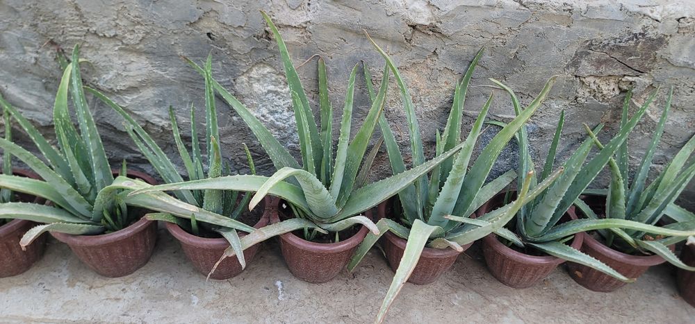 Aloe gullari Paxtachi, Navoiy