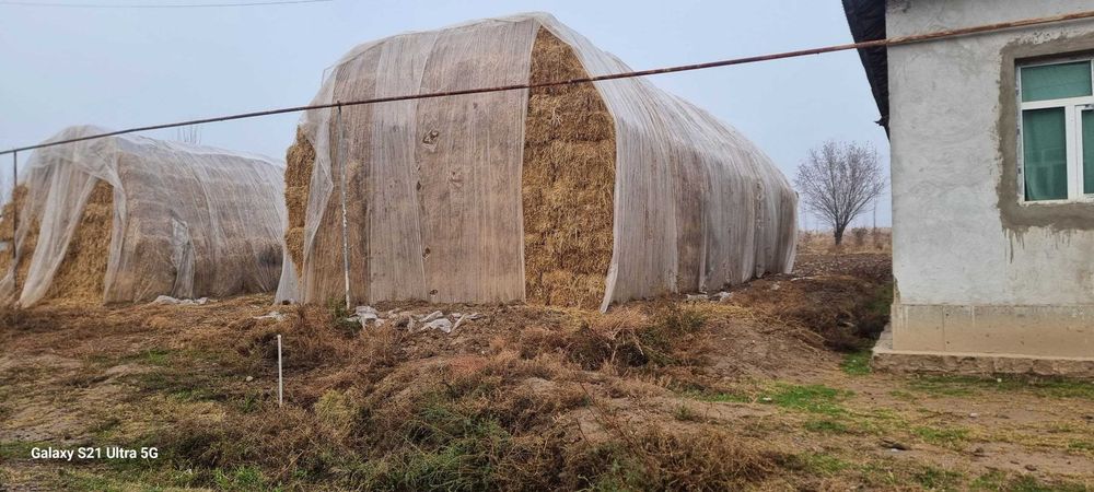 Sholi poxol press uzunligi 1 metr 60% dag'al hashak shamak