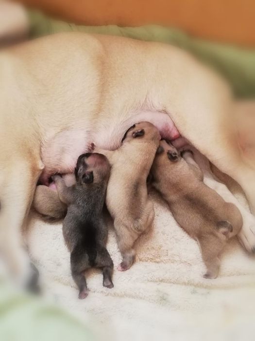 Продам щенков французского бульдога.