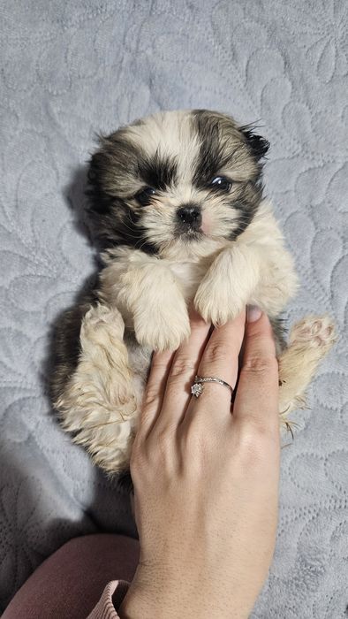 Pui Shih Tzu dragalasi