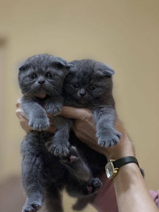 котято 3 самки 1 самец чистакровние отец фолд мама страйт