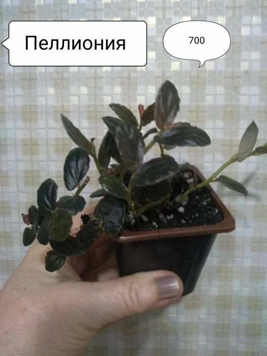 Продам комнатные цветы